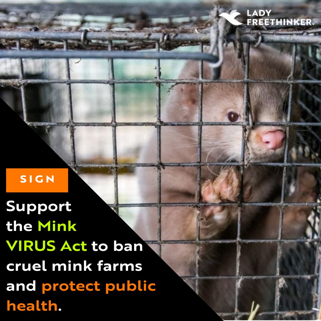 LadyFreethinker's tweet photo. Minks are trapped in cages & gassed to death for fur in the U.S. 💔
A new bill—H.R. 2185—could END this cruelty & protect public health.
📢 Sign the petition to ban mink farming:
https://t.co/fSgoYNt0nk
#BanFurFarming #EndMinkCruelty #MinkVirusAct #LadyFreethinker https://t.co/C5tP1Xzhvc
