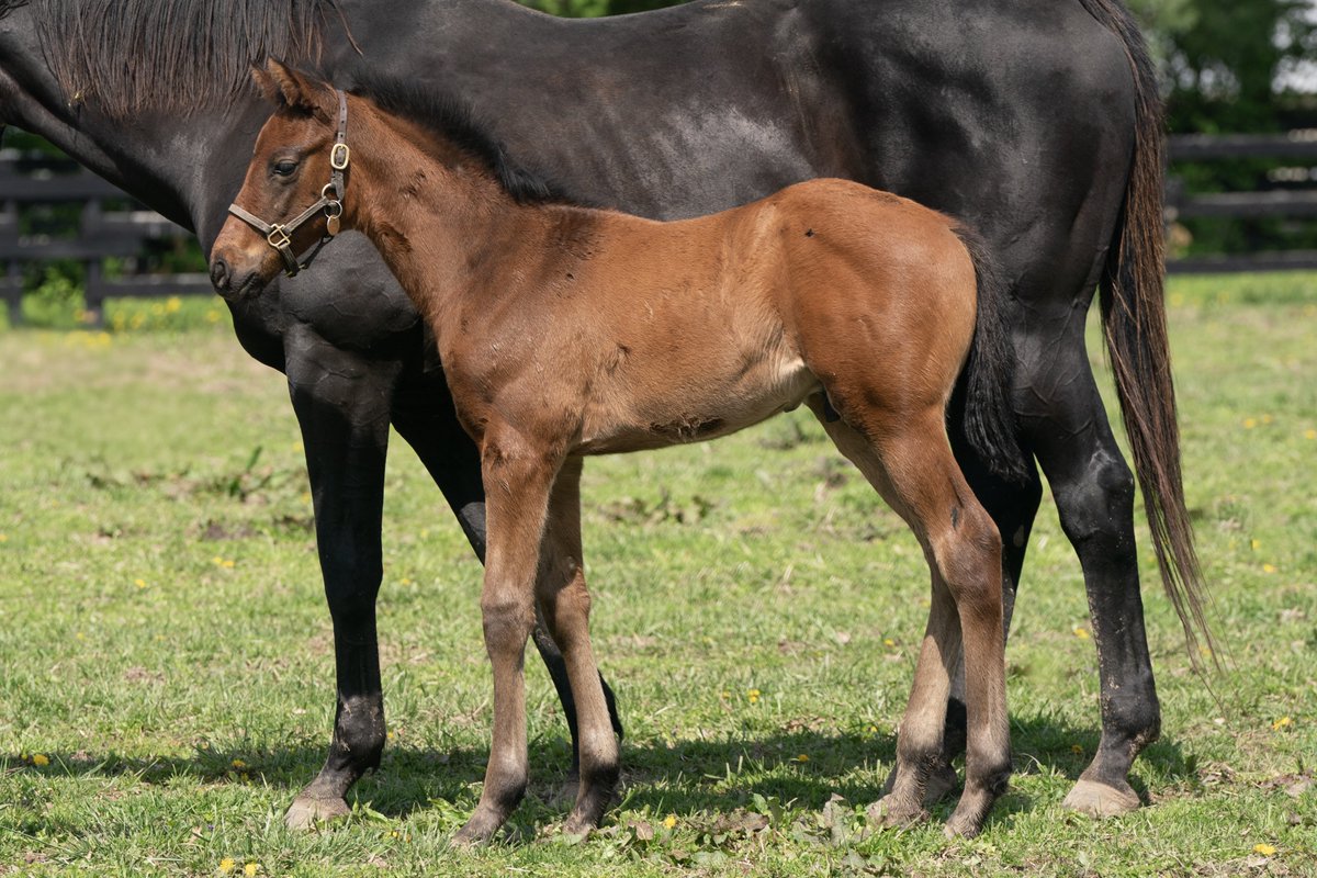 Lovely outlook, great shoulder, deep heart girth and excellent hip on this MAGE colt out of Potesta. The mare set a new track record for 8f at Del Mar in the Torrey Pines Stakes and won the Hollywood Oaks (G2).