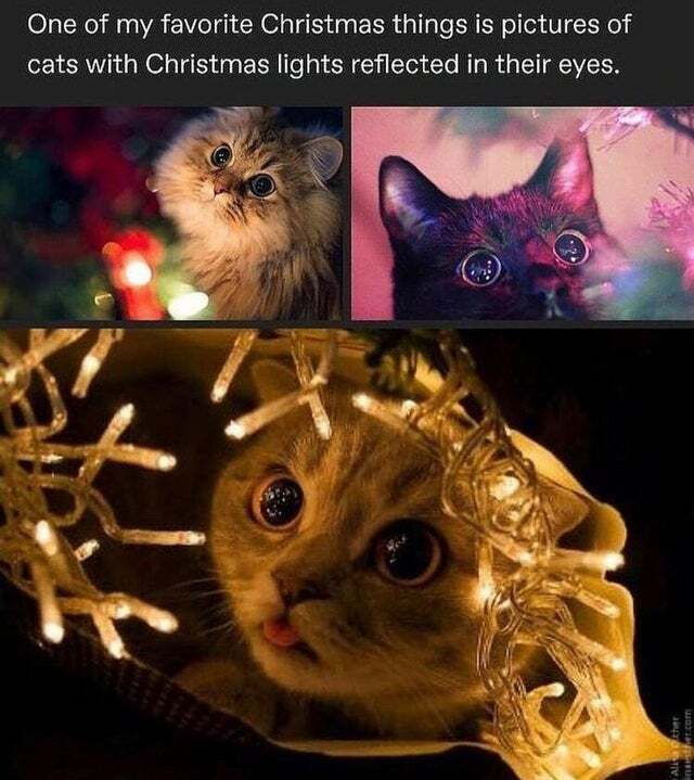 WholesomeMeme's tweet photo. https://t.co/MYKip3b3O6