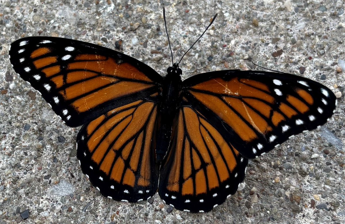 What do you think?  Monarch or Viceroy?