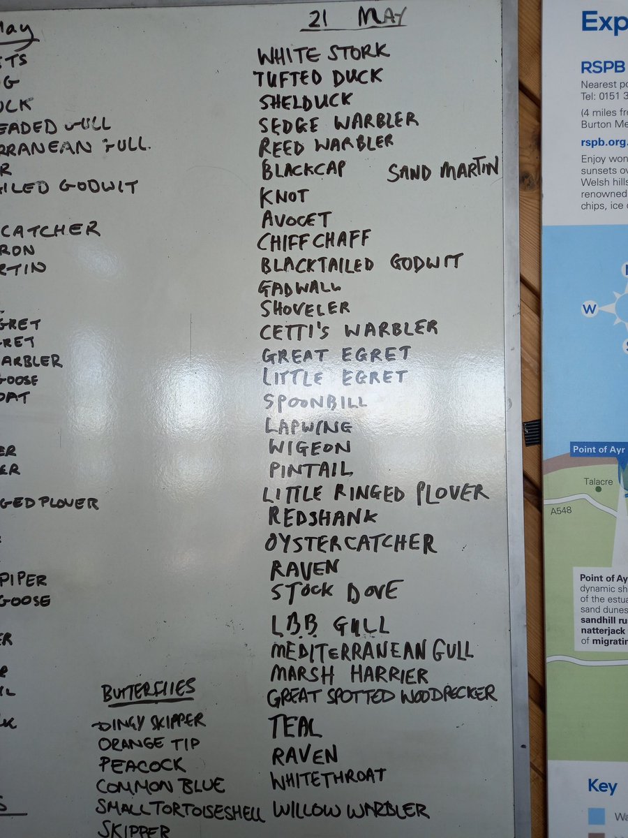 This morning we were spoilt by a White stork fly by and Spoonbill heading to the heronry. A pair of Marsh harriers did a food pass. Sedge, Reed and Cetti's warbler are singing. A Little ringed plover was spotted on the main scrape. Butterflies also showing well despite the breeze