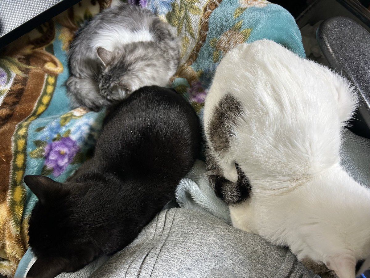 emirun337's tweet photo. 猫とゲームと酒と肉が好き🐱🎮🍻🍖

垂れ流し風になっちゃってるけど
配信もしてたりしてなかったり🫨

リプにやってるゲーム類の
ID等あるので、良かったら
フレンドなりましょう⊂( ᴖ ̫ᴖ)⊃⊂(ᴖ ̫ᴖ )⊃

PC.CS両方対応してます👾

1戦でも30分でも1時間でも
気軽に遊びましょ💪 https://t.co/1LhMwEqUnN