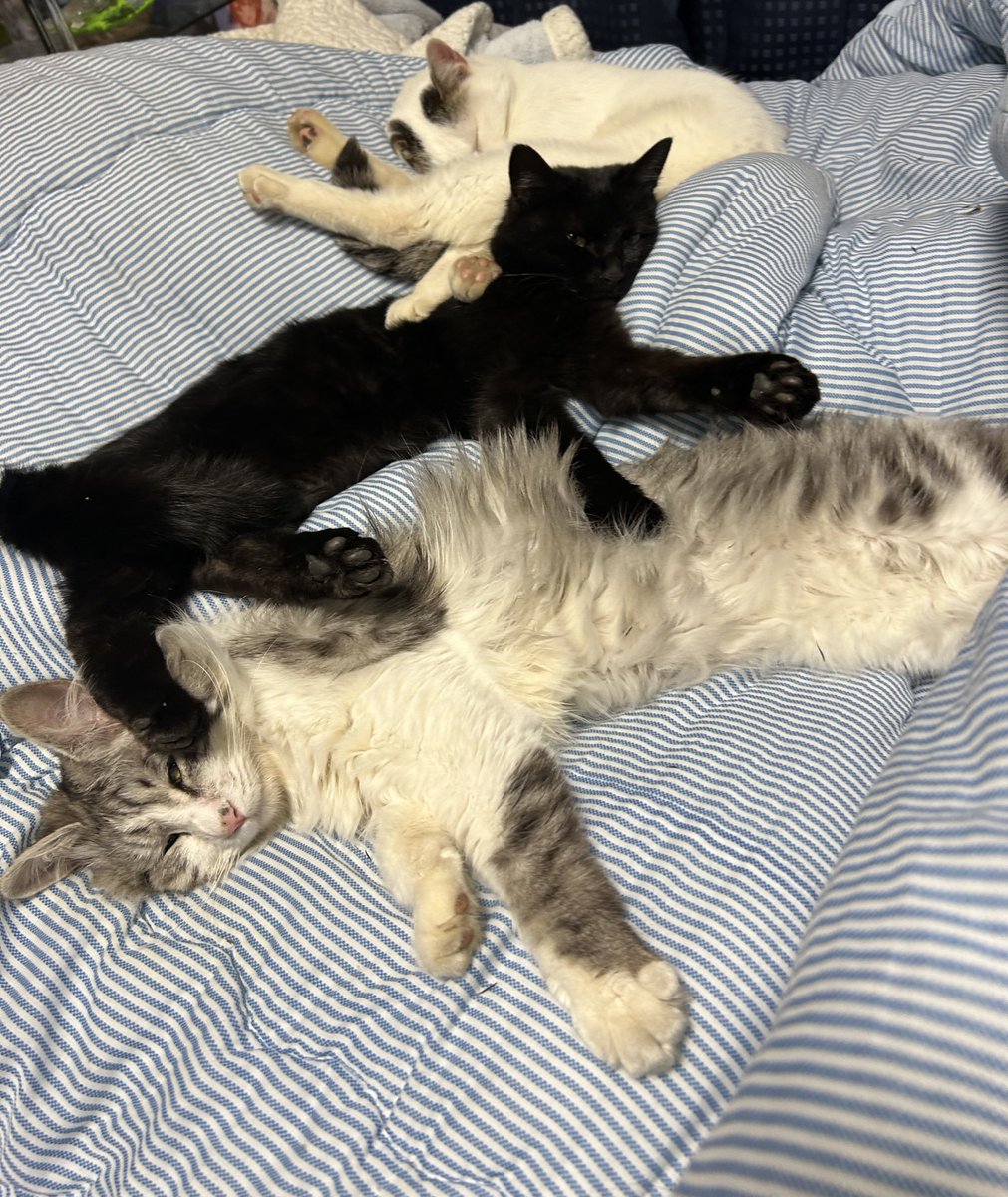 emirun337's tweet photo. 猫とゲームと酒と肉が好き🐱🎮🍻🍖

垂れ流し風になっちゃってるけど
配信もしてたりしてなかったり🫨

リプにやってるゲーム類の
ID等あるので、良かったら
フレンドなりましょう⊂( ᴖ ̫ᴖ)⊃⊂(ᴖ ̫ᴖ )⊃

PC.CS両方対応してます👾

1戦でも30分でも1時間でも
気軽に遊びましょ💪 https://t.co/1LhMwEqUnN