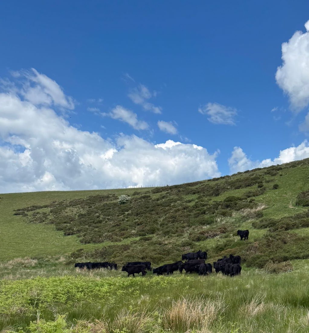 dan_lydiate's tweet image. Llaithddu herd 🐃 🥩up grazing in the Llaithddu valley  #grassfed @Welsh_Blacks