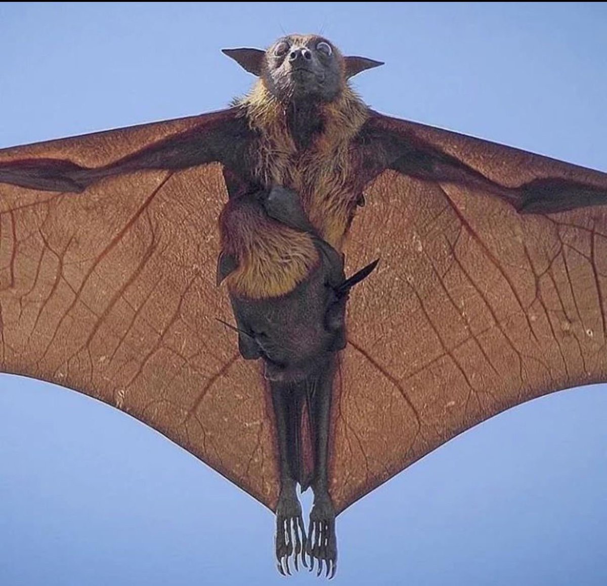 dictionarypod's tweet image. Churches instead should have a sculpture of this #flyingfox (with baby). 

#thedictionary #words #wordnerds #intelligence #knowledge #podcast #dictionary #wordnerd #podcasting #books #geek #geeky #nerd #smart #wordoftheday #book #word #dailypodcast #edutainment #flyingfoxes