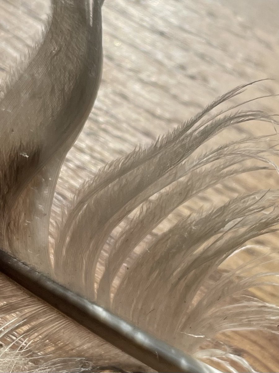 W82Matt's tweet image. Tawny Owl feather. Fringed edges assisting in the pretty much silent flight. @BTOSouthYorks @BNAscience @Natures_Voice @Barnsleybsg