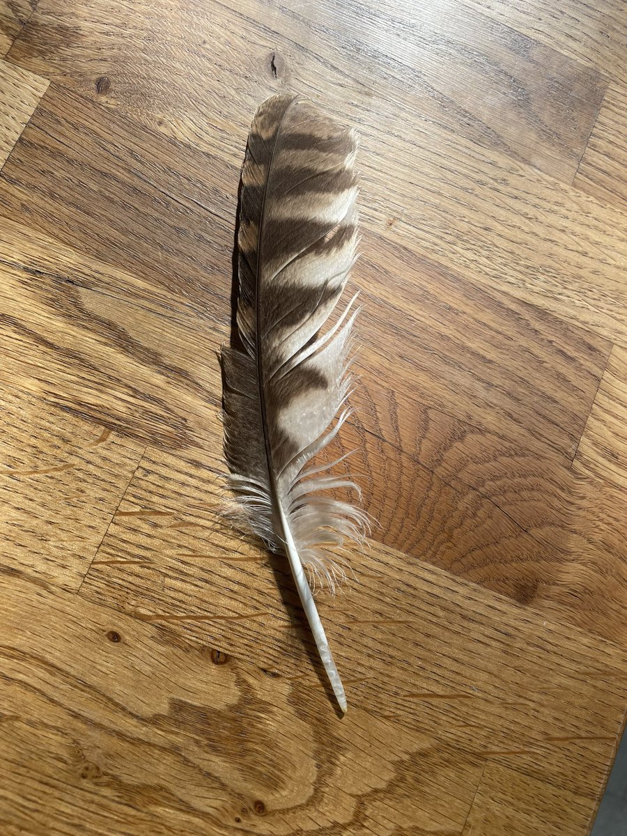 W82Matt's tweet image. Tawny Owl feather. Fringed edges assisting in the pretty much silent flight. @BTOSouthYorks @BNAscience @Natures_Voice @Barnsleybsg