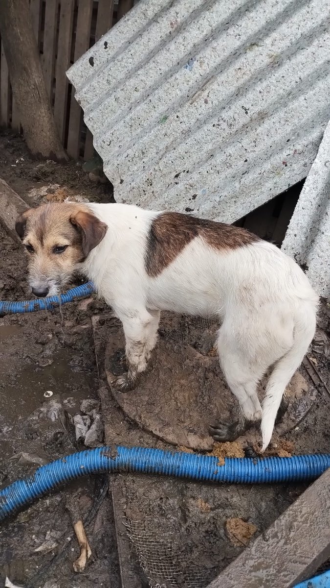 misuperamigo's tweet photo. Se fueron y los dejaron en ese barro !SUS FAMILIAS LOS ABANDONARON 
Estaban en zonas inundadas necesito juntar $100 mil pesos para pagar los traslados urgente 
No los dejen solos
ALIAS MISUPERAMIGOFIEL 
BRENDA MEDINA https://t.co/iEmEUK4TA5