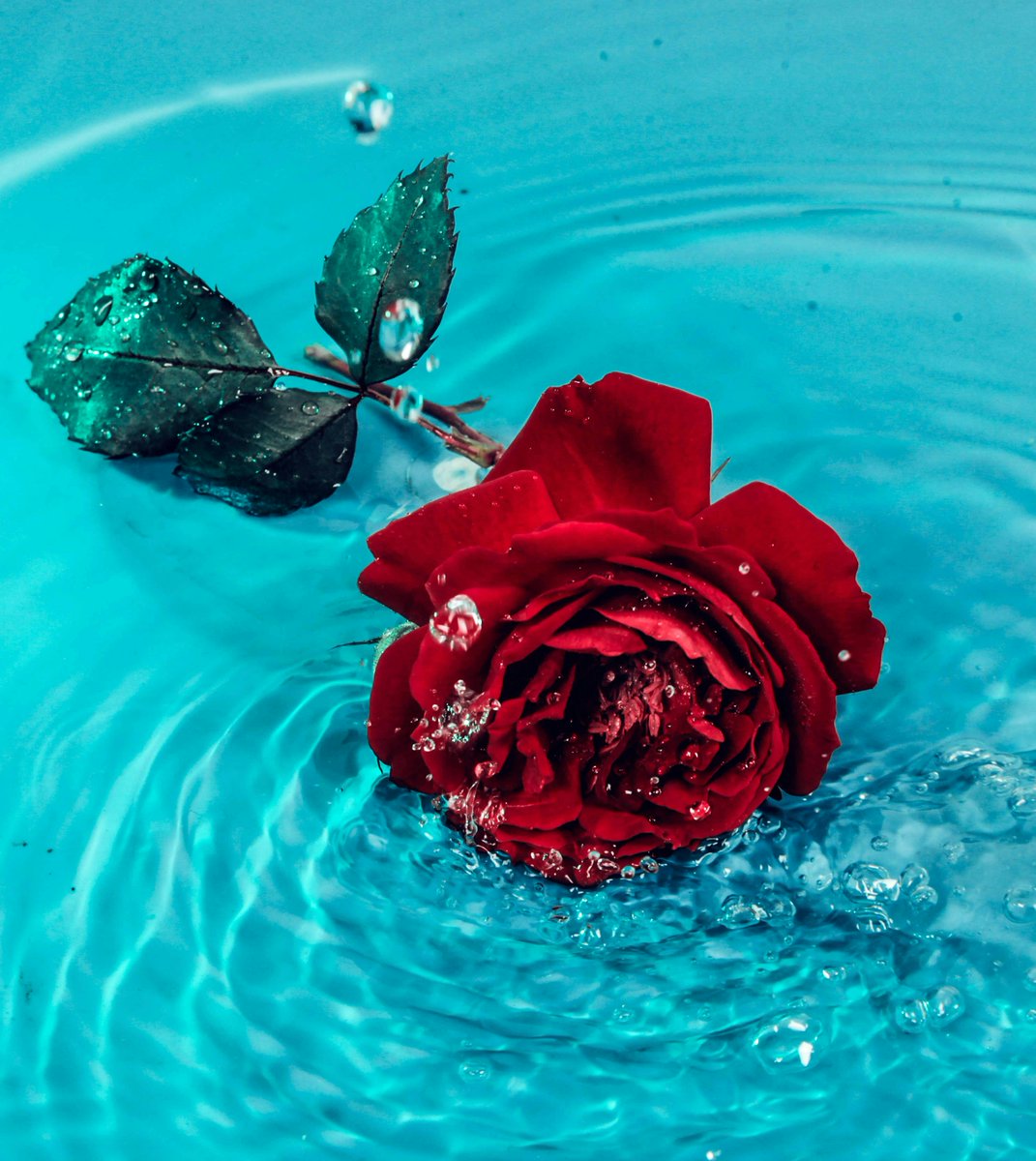 Ever wondered how flowers speak without saying a word?  Maybe beauty really does have its own language... 🌸📷