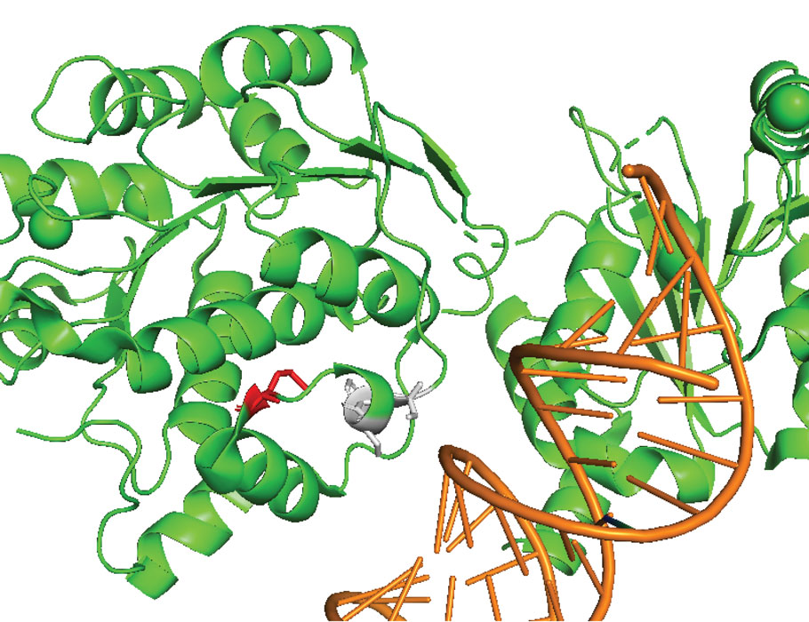 Science Magazine (@sciencemagazine) on Twitter photo A new <a href="/ScienceTM/">Science Translational Medicine</a> study of patient samples links a form of refractory celiac disease to a population of dysregulated T cells that have mutations associated with lymphoma, hinting that these T cells could be a target for future therapies. scim.ag/43xam1c A new <a href="/ScienceTM/">Science Translational Medicine</a> study of patient samples links a form of refractory celiac disease to a population of dysregulated T cells that have mutations associated with lymphoma, hinting that these T cells could be a target for future therapies. scim.ag/43xam1c