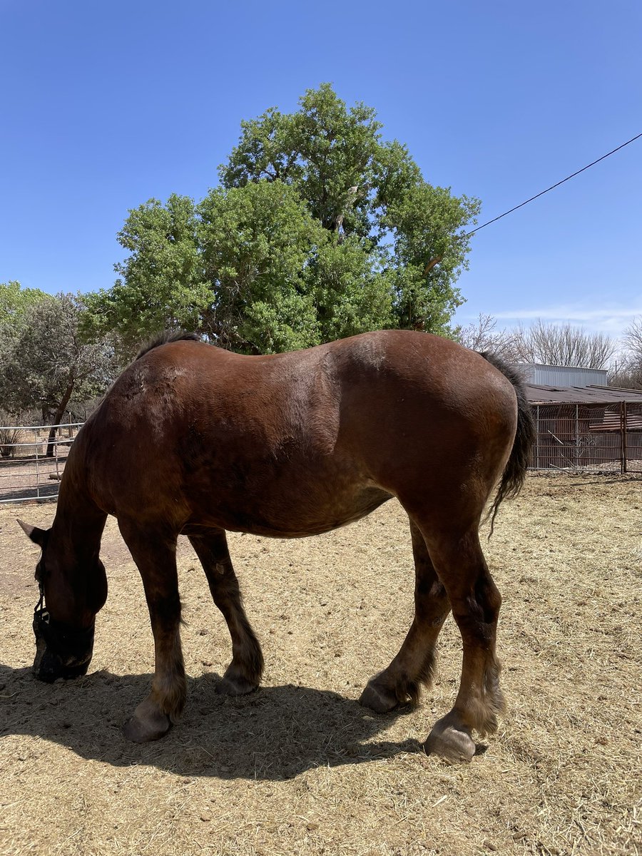 Breeding horses is such a roller coaster ride. Foxy came up open on her final check, biopsy shows a 1a infection. Prognosis is excellent for future foals, but breaks our hearts no baby this year.