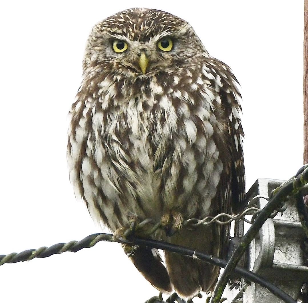 A Little Owl, this morning at Blackford, Somerset.