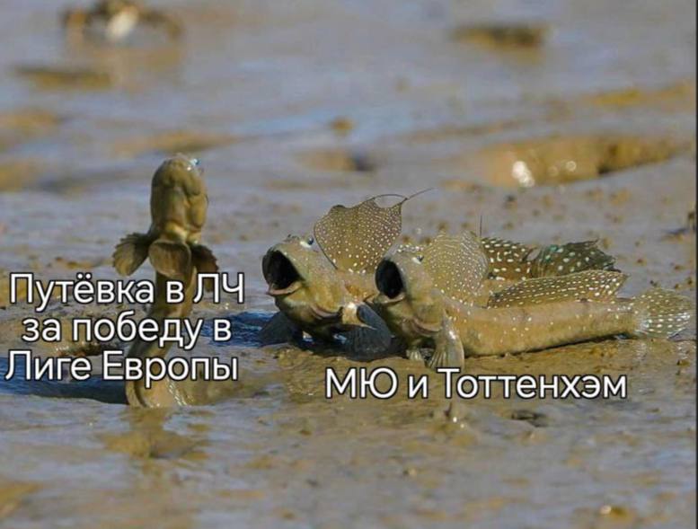 Тот самый Пресс-Алкаше (@dmit_fcsm) on Twitter photo 