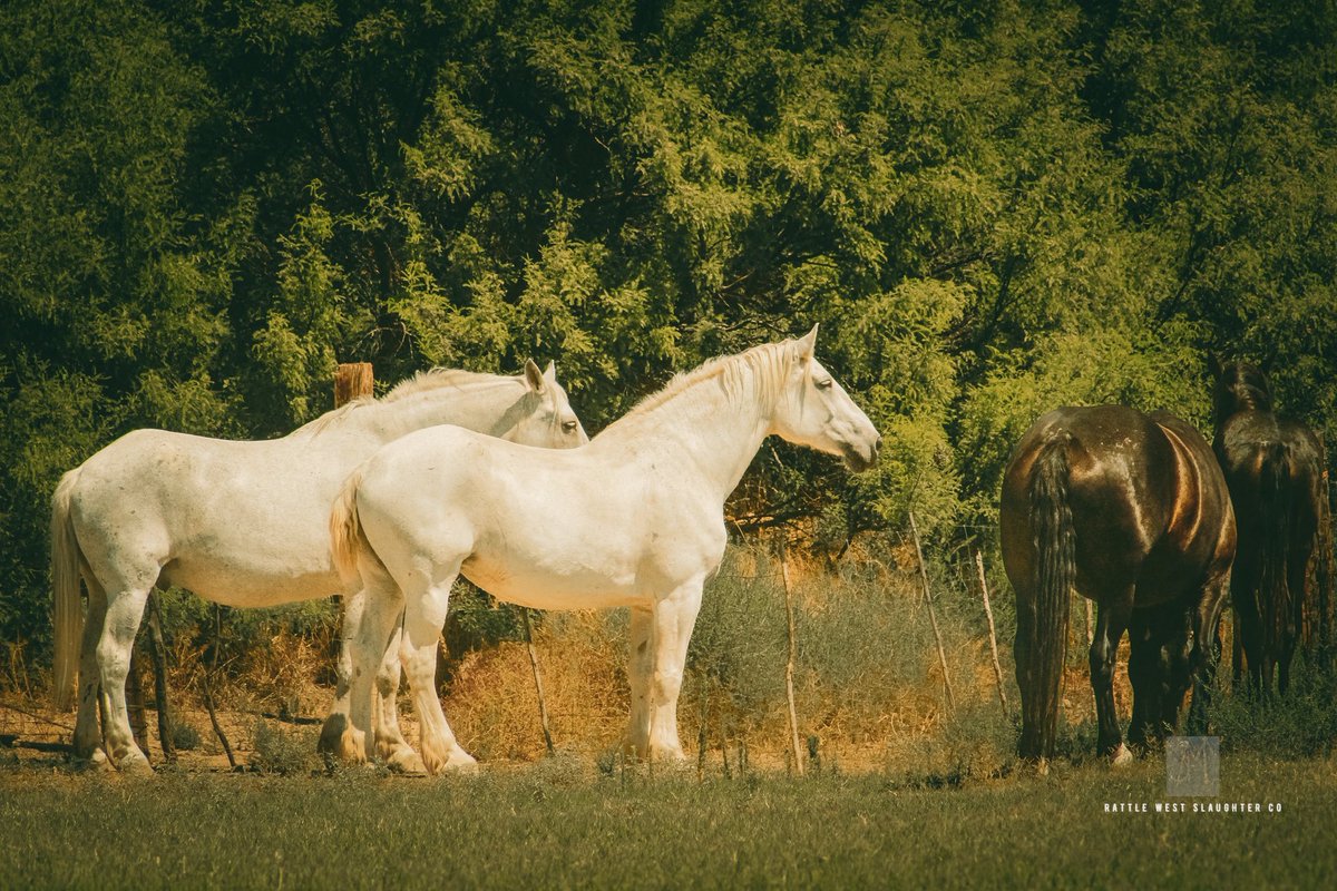 Our Clark’s Lake Envy Ice “Evy” is confirmed bred to AQHQ The Conner for an April foal.  We love our Percheron quarterhorse crosses! Our mares help produce a best of both cross.