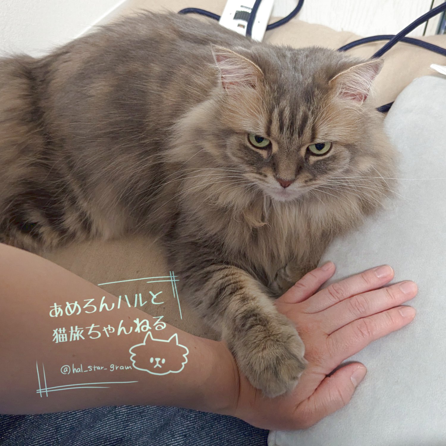 ファッションアイテム人気ランキング あめろんハルと猫旅ちゃんねる🍥 on  X: おもちゃ