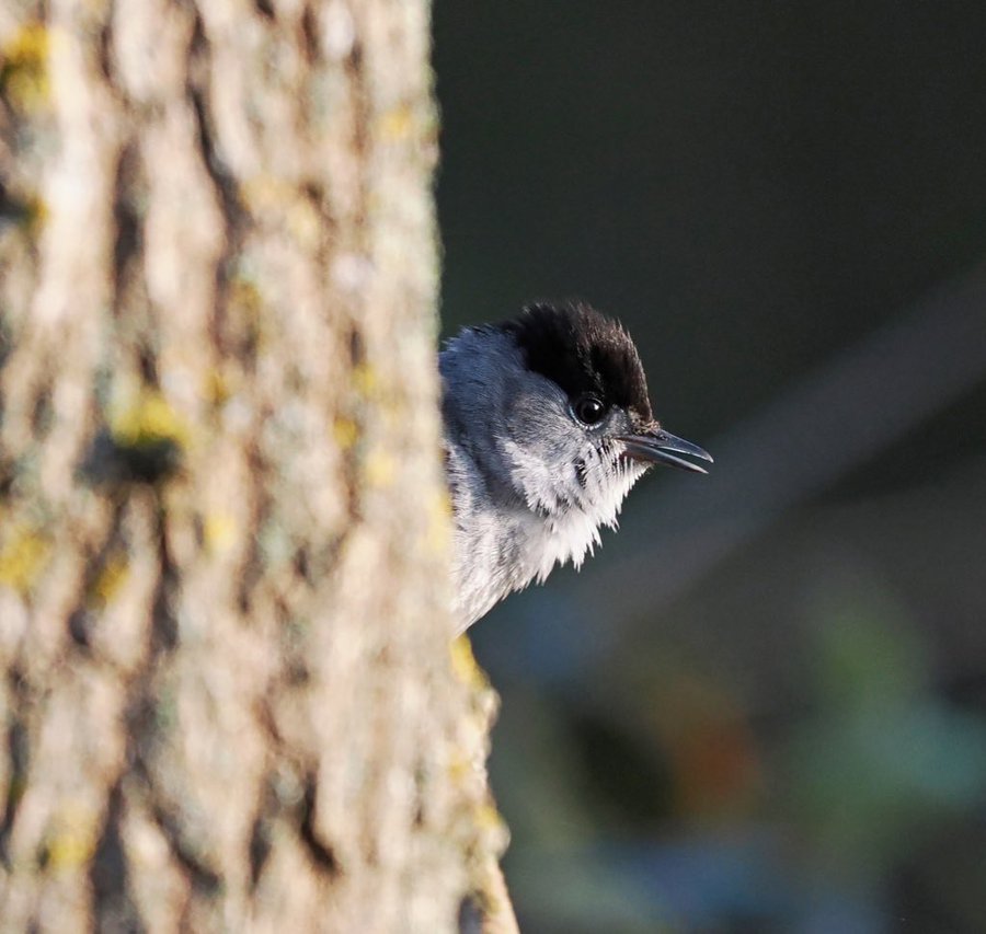 RSPB (@natures_voice) on Twitter photo Would you look at that! A curious Blackcap just popped into your scroll!
📷 <a href="/MikeCSmiffy/">Mike Smith</a> Would you look at that! A curious Blackcap just popped into your scroll!
📷 <a href="/MikeCSmiffy/">Mike Smith</a>