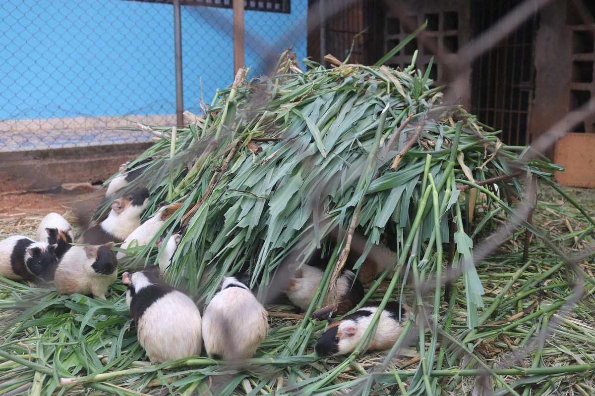 [Relire] Au Cameroun, « je suis épanoui avec mes lapins »: A  Poli, dans la région du Nord, Bassirou Alphonse, 37 ans, a élevé  plus de 5 000 animaux et vendu une partie pour environ 20 millions de  Francs Cfa.

agripreneursdafrique.com/article/au-cam…