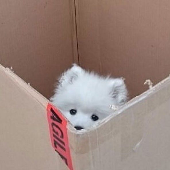 welboynotbark's tweet photo. ( #หิรัญไว้พบกันใหม่ — แม่น้องเวลรงต.ค่ะ ก่อนอื่นขอขอบคุณทีมงานที่ทำคอมมูดี ๆ อีกหนึ่งคอมมูขึ้นมา ขอบคุณทุกคนที่แวะเวียนเข้ามาเล่นกับหมาใหญ่ใจเล็กนะคะ หากเวลหรือตัวเราทำให้ใครไม่สบายใจขออภัยไว้ ณ ที่นี้ด้วยค่ะ 🙇🏻‍♀️ สำหรับคนที่อยากแลกโม่งกดเฟบไว้แล้วเราจะทักไปนะคะ ขอบคุณมาก ๆ ค่ะ ) https://t.co/lJYgQfcRyk