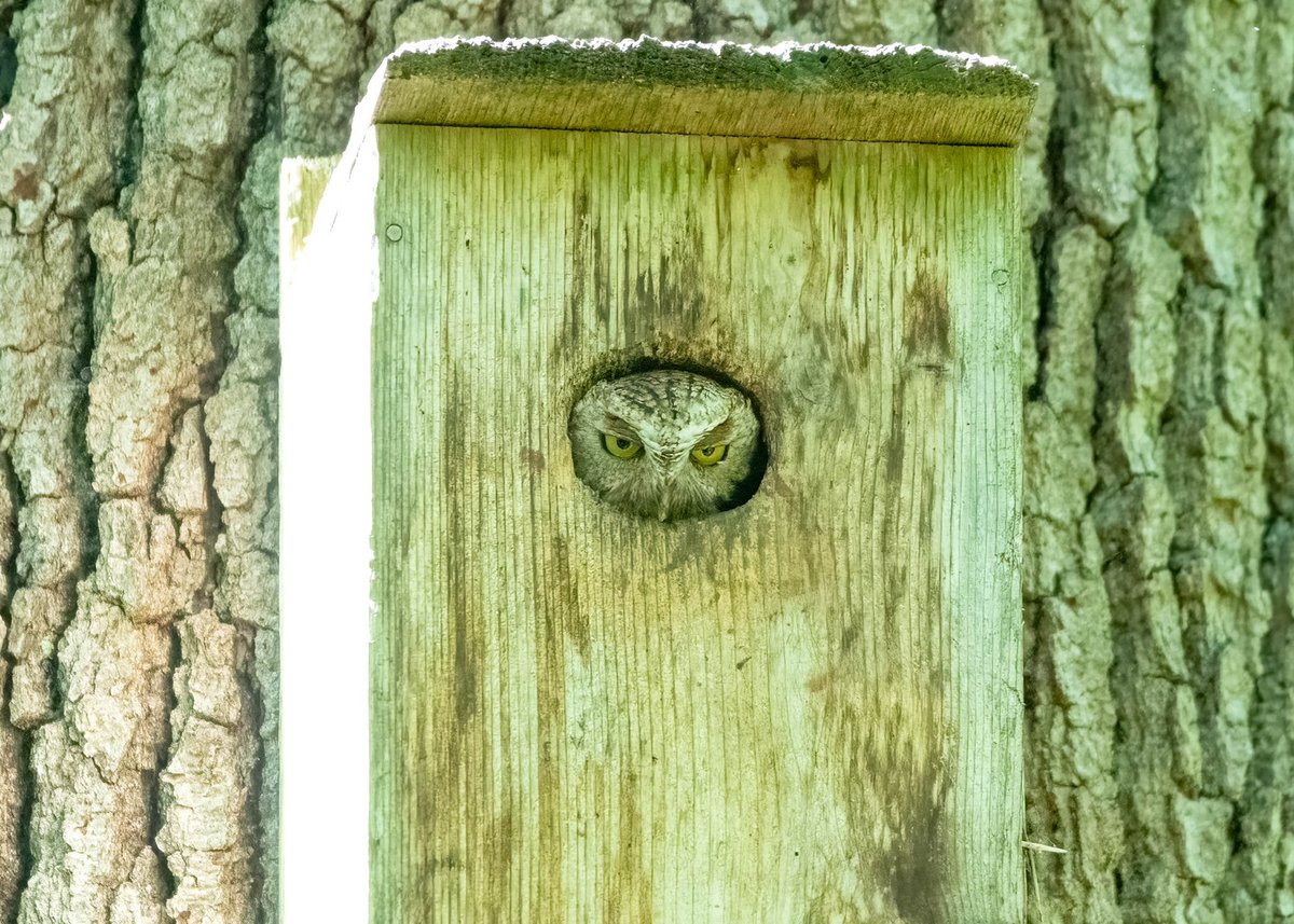 Adrienne Lynn Photography tweet media