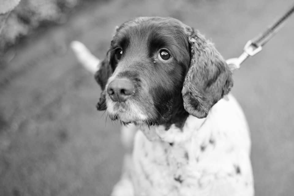Languages Cat's French Dog Idiom Of The Day is in memory of her Cousin Jazz who sadly passed away yesterday. Coiffé/e à la chien - to have a fringe. Repose en paix, Jazzy, you were so loved and will be so missed. Run free over the Rainbow Bridge.