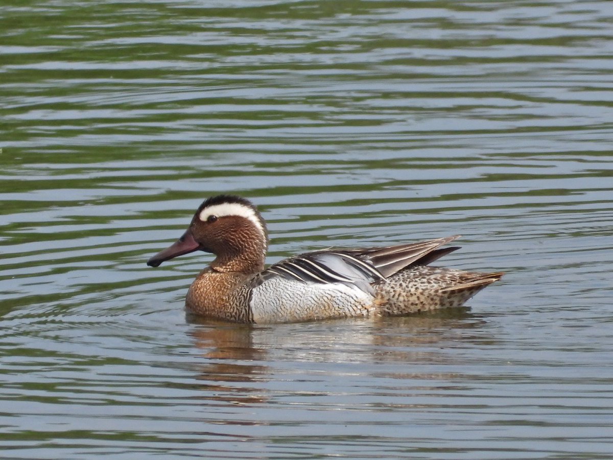 alanbodd's tweet image. Cracking drake Garganey for an hour or so around noon today at #BrandonMarsh @WKWT