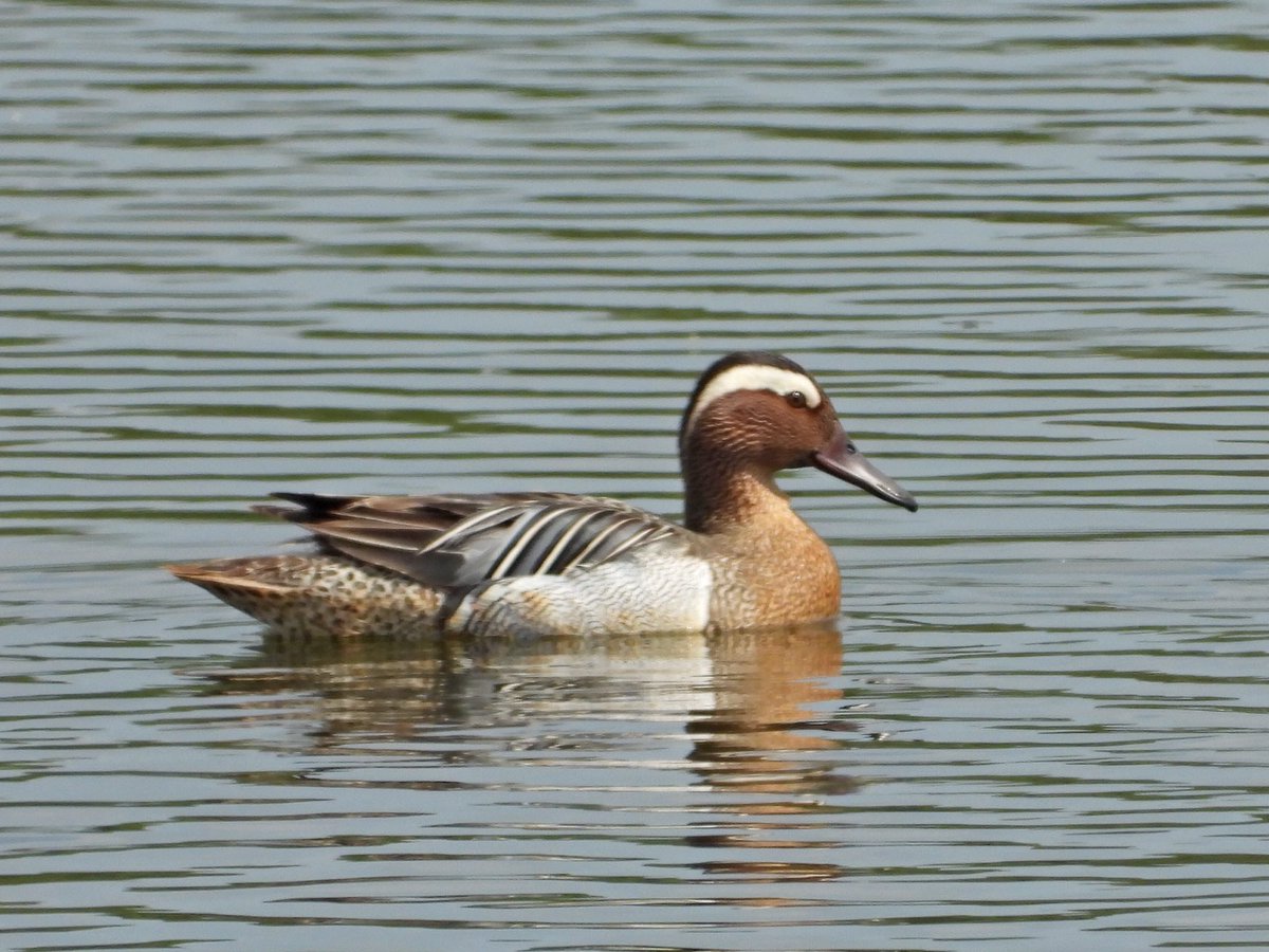 alanbodd's tweet image. Cracking drake Garganey for an hour or so around noon today at #BrandonMarsh @WKWT