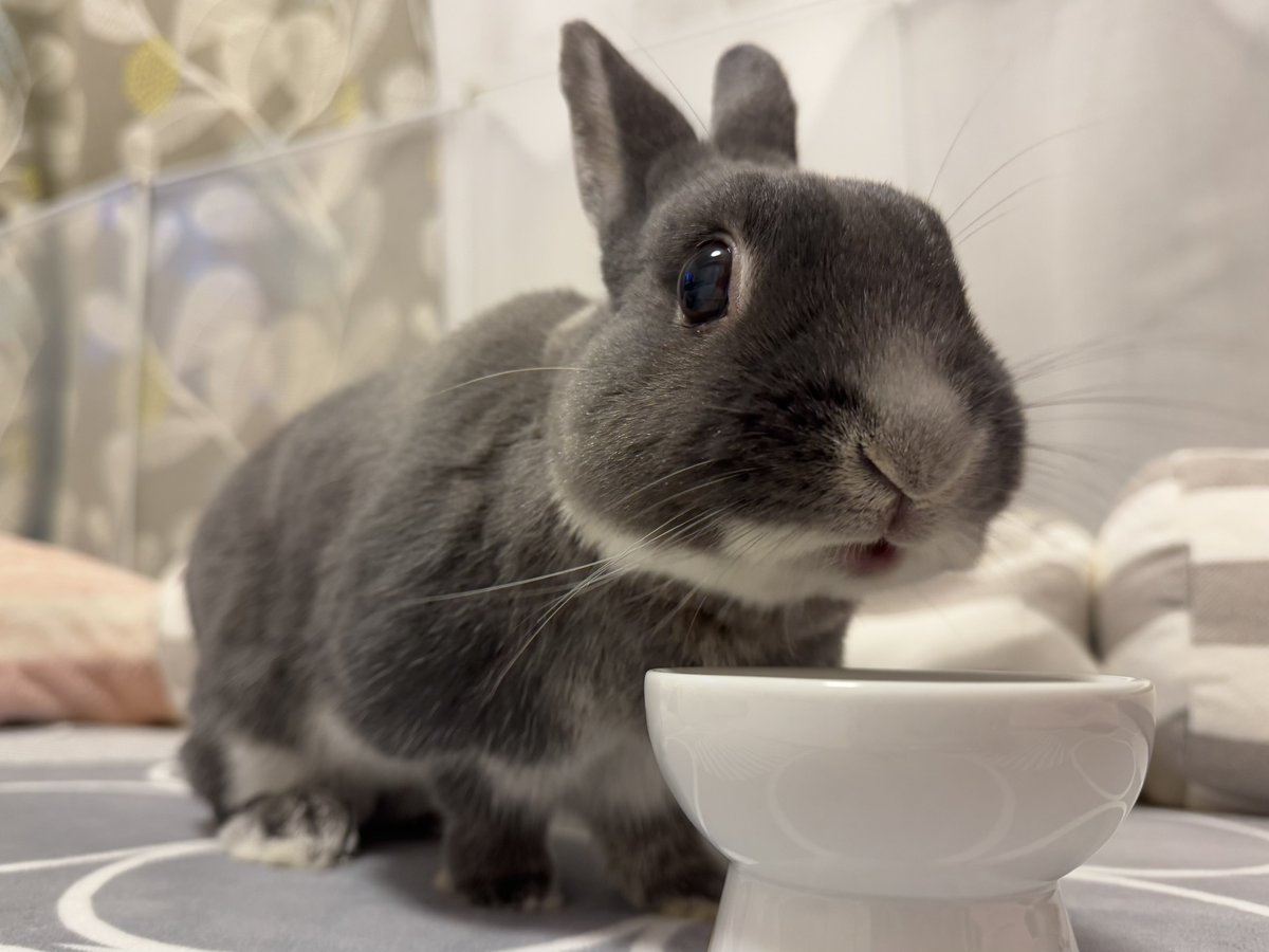 はなと暮らして9年9ヶ月❀
お祝いバナナ🍌