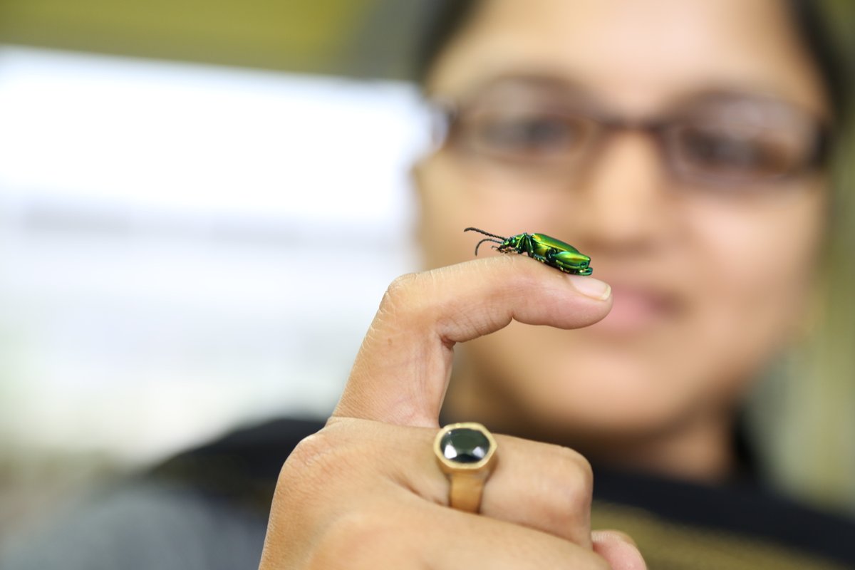 #News #MediaStory 

#BiodiversityDay Feature Story

A Delicate Balance: Insect Pests, Pollinators and Food Production

In the delicate interplay between agricultural expansion and ecological sustainability, #insects occupy a dual role—both as essential allies and as threats.