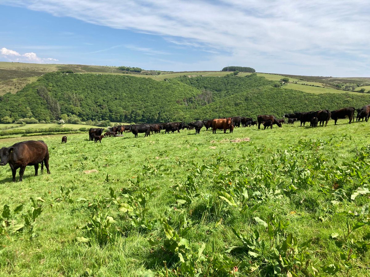 Farm Carbon Toolkit (@farmco2toolkit) on Twitter photo “Less N, same stock”
Yesterday <a href="/farmer_burge/">Tom Burge</a> shared how he’s stopped using N fertiliser without reducing livestock numbers, thanks to better grazing & reduced winter housing.
Brilliant example of #SoilHealth = productivity👏
farmcarbontoolkit.org.uk/event/farm-wal…
#SoilCarbon #RegenerativeAg “Less N, same stock”
Yesterday <a href="/farmer_burge/">Tom Burge</a> shared how he’s stopped using N fertiliser without reducing livestock numbers, thanks to better grazing & reduced winter housing.
Brilliant example of #SoilHealth = productivity👏
farmcarbontoolkit.org.uk/event/farm-wal…
#SoilCarbon #RegenerativeAg