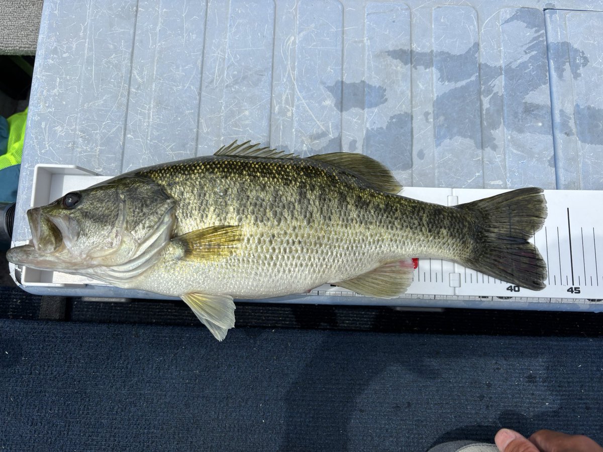 nanairo0123's tweet image. 今日はフォロワーさんと池原🎣
何とか釣れたものの今日の池原は中々の塩対応😭

釣果はともかくいつも通り爆笑ありの楽しい釣りができました😊✨

また来月リベンジに...✊🙄w

#バス釣り
#池原ダム
#Y企画