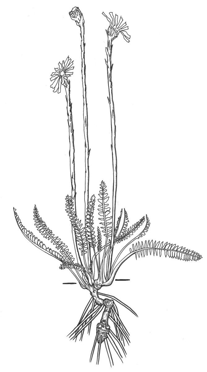 ExFuMo1's tweet image. 🚩The pessimistic and optimistic #functional #morphologist 🙂😒
A new on the blog▶️ 1url.cz/wJQSg by @Jitka_Klimesova
"I was surprised that other #ecologists had not seen the obvious effect that #belowground organs"
#clonality #buds #storage #GoBelowground #ExFuMo