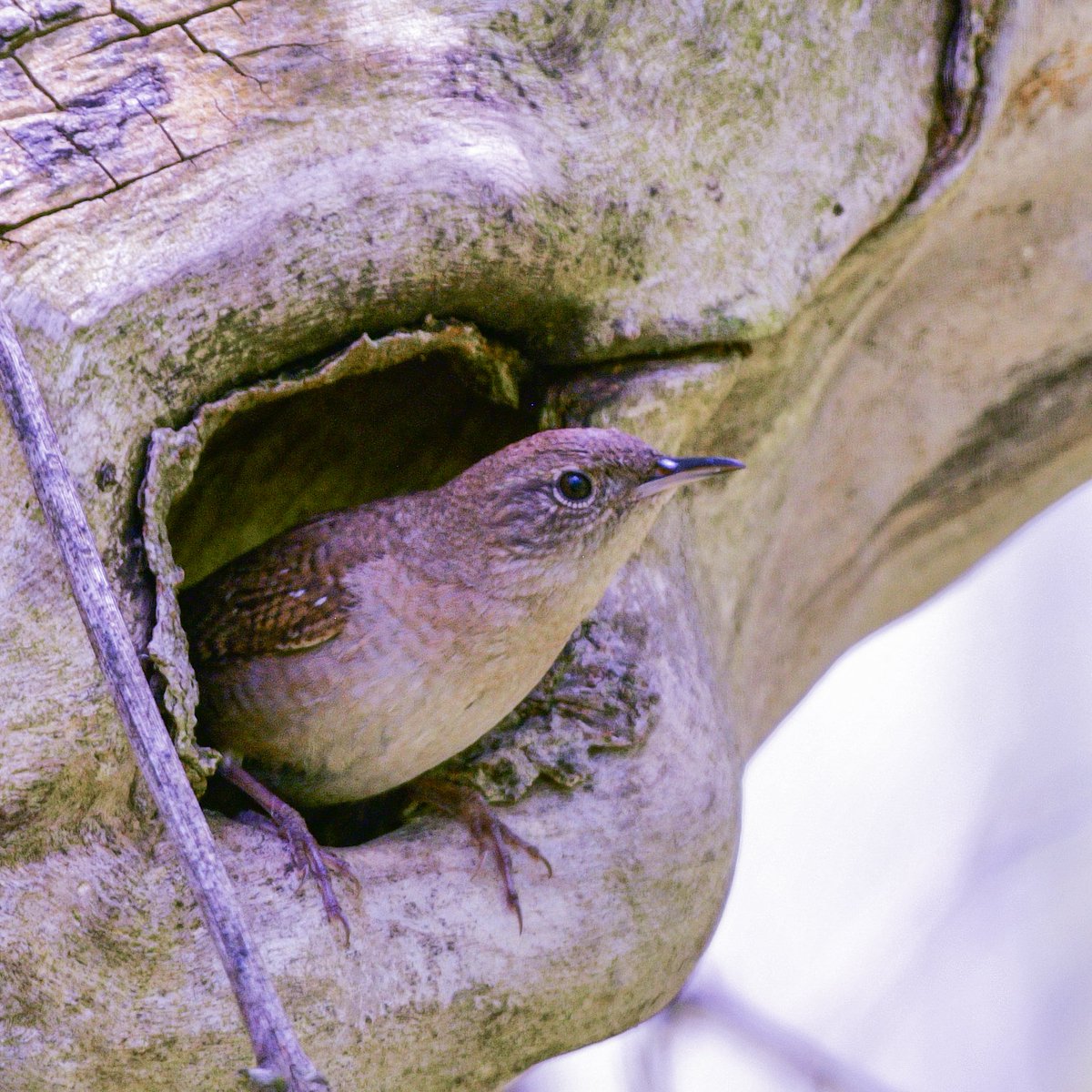 For optimum aesthetics, make sure your nesting cavity mimics your silhouette. 
Northern House Wren along the boardwalk. Happy #Wrensday! 
#MageeMarsh #BWIAB #Birds #BirdTwitter #TwitterBirds