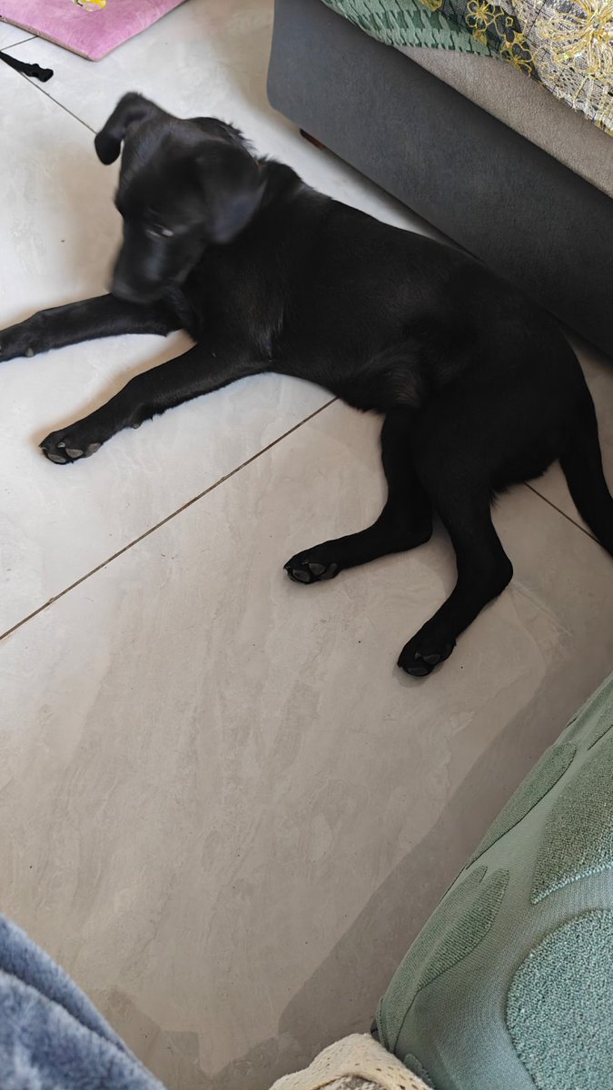 _Deimos_Z's tweet photo. my little puppy
hope it will have a happy time with its new owner https://t.co/Vc9JnkRrkk