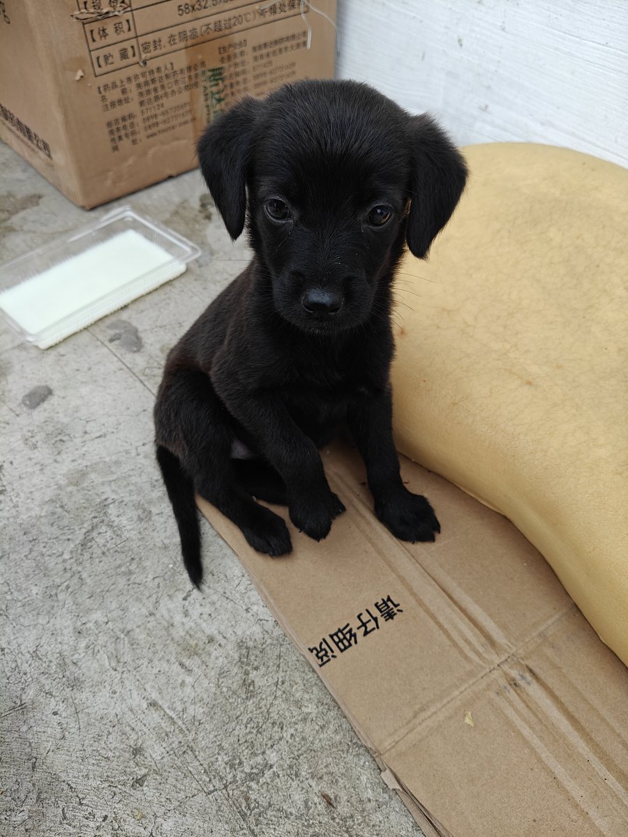 _Deimos_Z's tweet photo. my little puppy
hope it will have a happy time with its new owner https://t.co/Vc9JnkRrkk