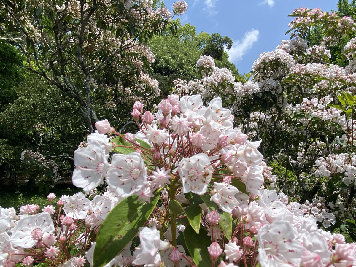oliveandforest's tweet photo. 初の @kyoto_botagrdns 京都府立植物園。
カルミア(蕾のアポロチョコレートぶりも)、イワガラミに魅了され、温室でメディニラ・マグニフィカと、世界で一番美しい花木と称されるヨウラクボクの写真をどうぞ。
植物画を習ってる先生が、一度は必ず行きなさいという植物園に、ようやく。 https://t.co/Q381I5DpTQ
