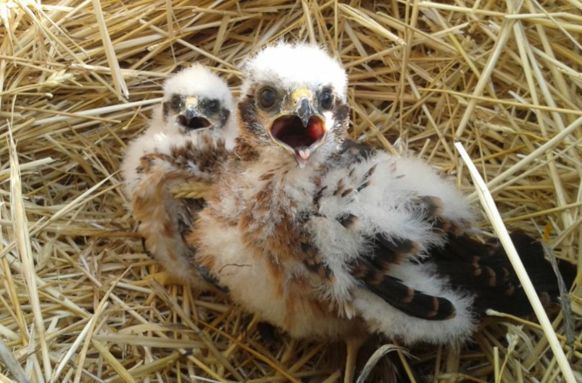MedioAmbAND's tweet photo. 🦅La @AndaluciaJunta  activa la campaña 2025 del aguilucho cenizo en Andalucía, con una media de 528 parejas reproductoras al año.

💠Más de 70 profesionales se reúnen en Córdoba para iniciar la nueva campaña de conservación de esta rapaz.

🔗https://t.co/CxyRFBFNbU https://t.co/yhL2zAiMpI