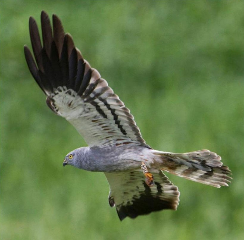 MedioAmbAND's tweet photo. 🦅La @AndaluciaJunta  activa la campaña 2025 del aguilucho cenizo en Andalucía, con una media de 528 parejas reproductoras al año.

💠Más de 70 profesionales se reúnen en Córdoba para iniciar la nueva campaña de conservación de esta rapaz.

🔗https://t.co/CxyRFBFNbU https://t.co/yhL2zAiMpI