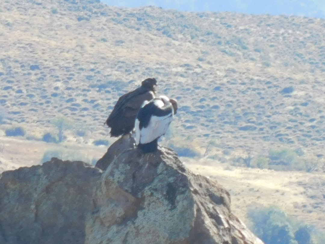 Algunas fotos que quedaban de la visita a Pilo Lil es de estos dos cóndores que andaban por los paredones de basalto.