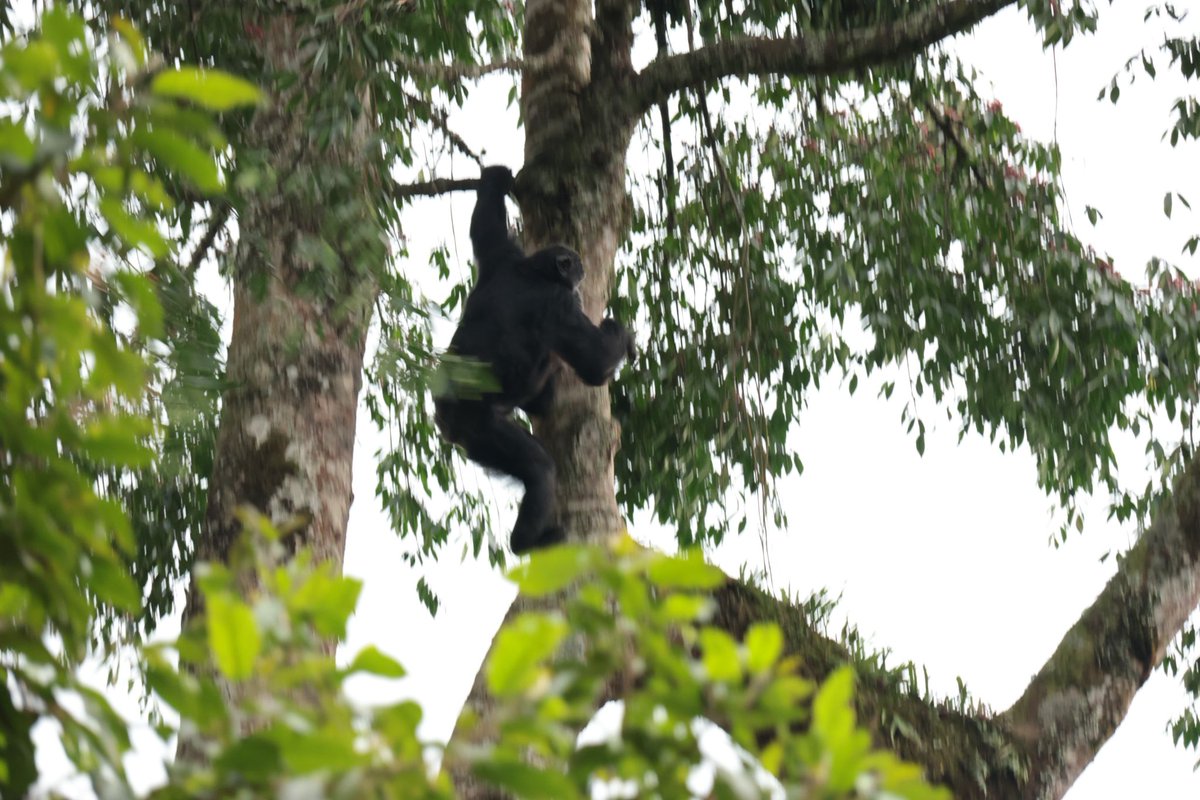 Forest of Hope (FHA) tweet media