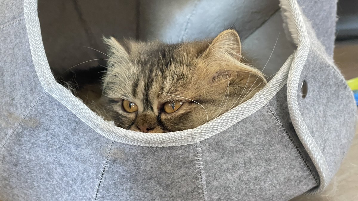 Baerke heeft ‘n nieuw mandje.