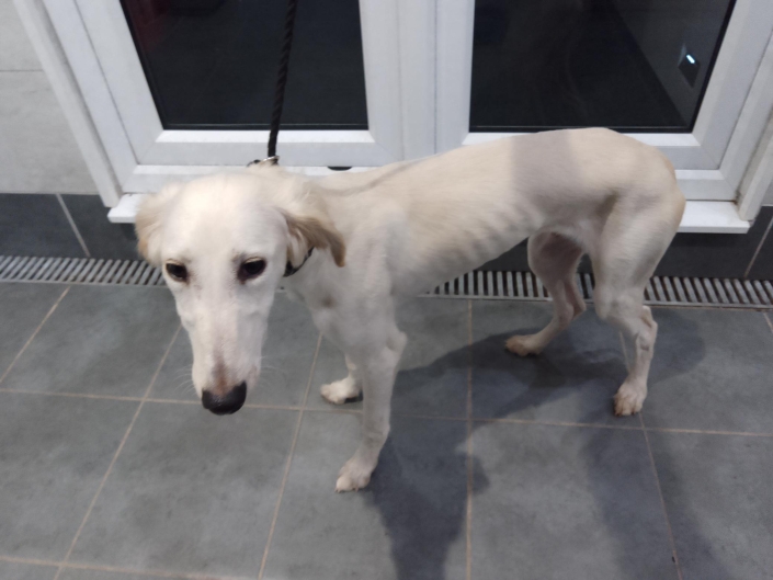 Please retweet to help find a rescue shelter space for this stray/abandoned dog found #ORPINGTON #BROMLEY  #LONDON #UK
Now in a council pound and due to be killed today 21 May 2025 ( may already be too late)  unless a rescue space is offered asap. This council will not allow the