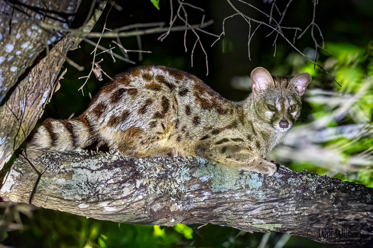 Will Wilson (@2wsphotography) on Twitter photo This was the first time I’ve managed a good view of a Large-spotted Genet - I usually only see the eyes of this nocturnal and often elusive species reflecting in a light!
📍<a href="/AkageraPark/">Akagera National Park</a> in #Rwanda This was the first time I’ve managed a good view of a Large-spotted Genet - I usually only see the eyes of this nocturnal and often elusive species reflecting in a light!
📍<a href="/AkageraPark/">Akagera National Park</a> in #Rwanda