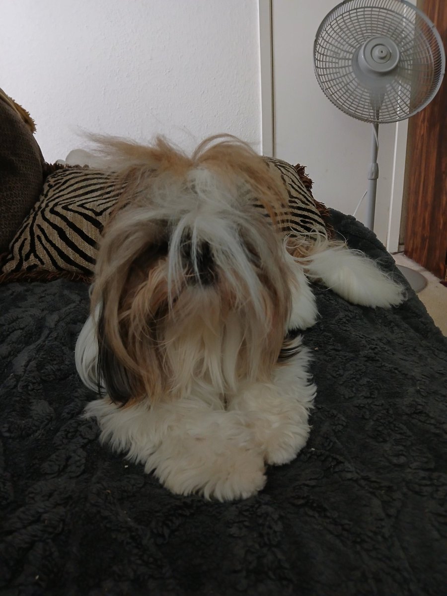 Mommy yuz got something stronger than coffee to fix thiz?#ZSHQ #CoffeeTime #morning #Wednesdayvibe #wednesdaythought #Shihtzu #dogsoftwitter #dogsofX #dogs #Bedhead