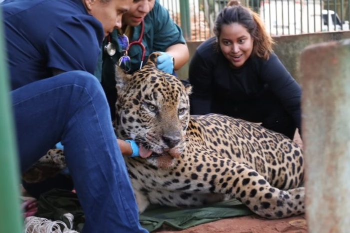 Metropoles's tweet photo. ➡️ Saiba por que onça que devorou caseiro não pode voltar para a natureza

Após matar um caseiro no Mato Grosso, felino foi levado a instituto e viverá o resto da vida em cativeiro. Especialistas explicam os motivos

Leia: https://t.co/A8RbfXWqye https://t.co/acl2u6qSUl