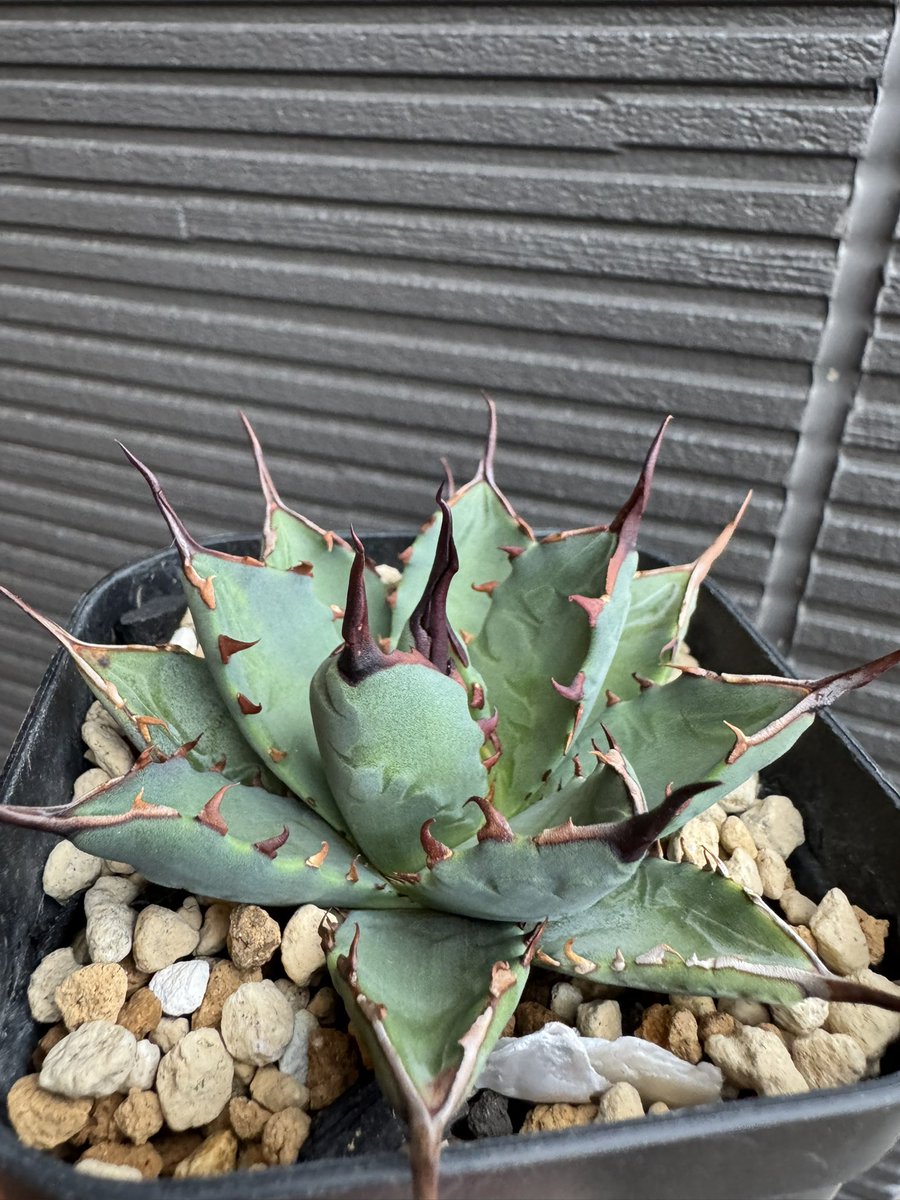 agave1982's tweet photo. 冬まで育てて
切って増やそう
ネバデンシス×BB https://t.co/fA0WlVle6W