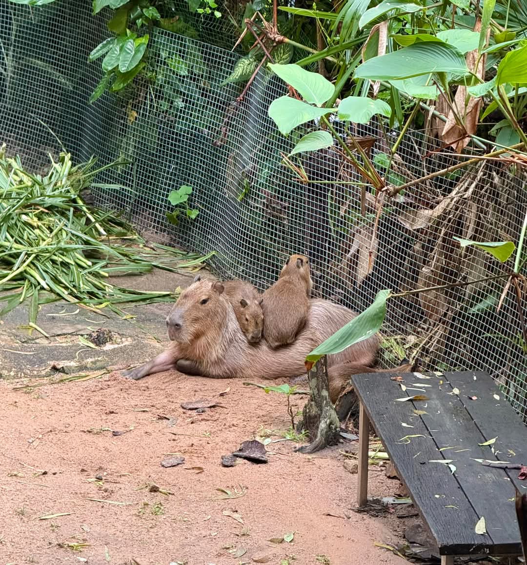 and_khamoo's tweet photo. ขึ้นมา4เลยก็ได้ แม่ไม่หนัก
#hippo #PygmyHippo #ขาหมูแอนด์เดอะแก๊ง #หมูเด้งจะเด้งกี่โมง #Moodeng #พี่ขาหมู #สวนสัตว์แปลกเขาเขียว https://t.co/93Xt3lLgz7