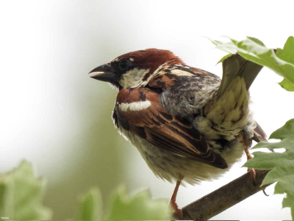 Yama_VP's tweet photo. •Passer italiae Set
[Male]

#Sparrow #Passeritaliae #Passero #ParcoAltaMurgia #WildLife #WildLifePhotography #Birds #MurGeoPark #Italy #Puglia #Apulia
#Photography #Nikon #CoolpixP950
#Yama山 #山 https://t.co/dX7rqfcUwm