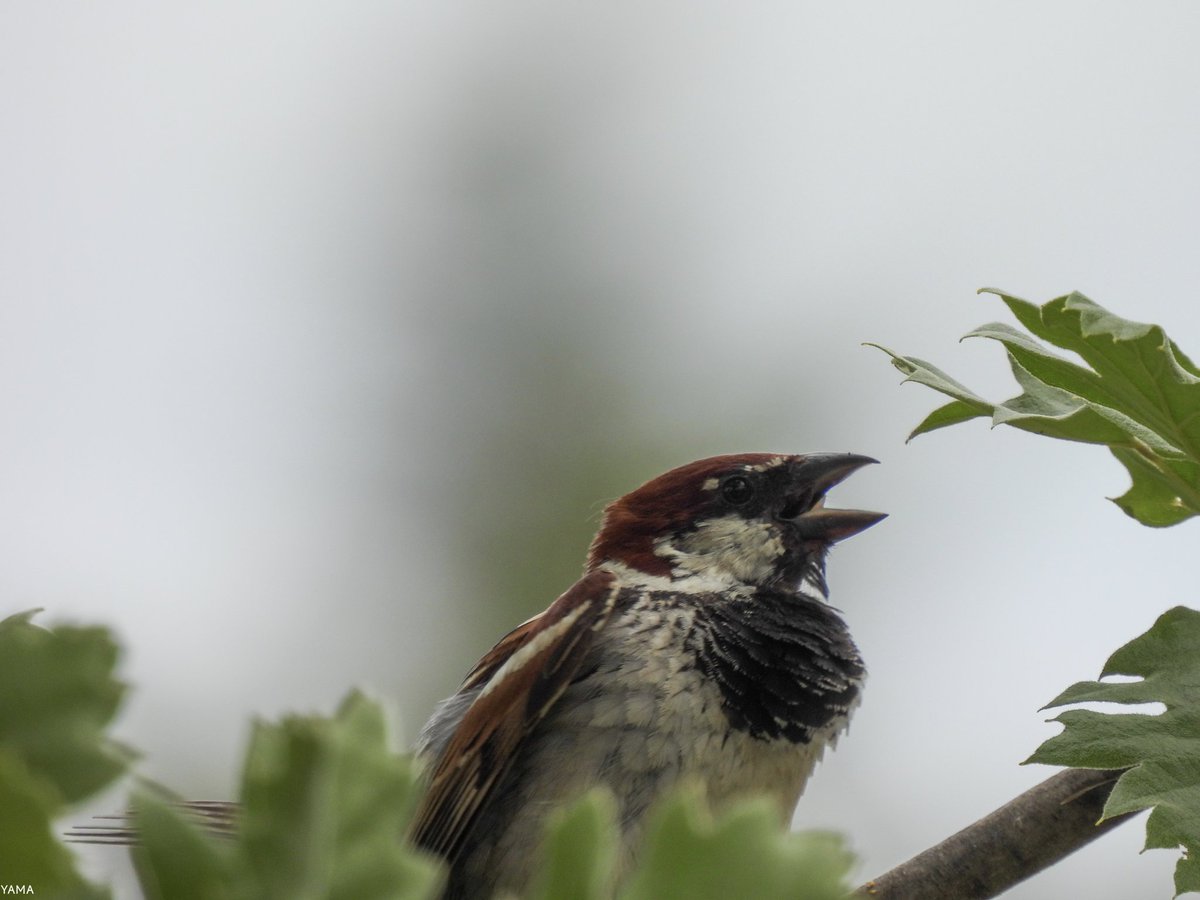 Yama_VP's tweet photo. •Passer italiae Set
[Male]

#Sparrow #Passeritaliae #Passero #ParcoAltaMurgia #WildLife #WildLifePhotography #Birds #MurGeoPark #Italy #Puglia #Apulia
#Photography #Nikon #CoolpixP950
#Yama山 #山 https://t.co/dX7rqfcUwm