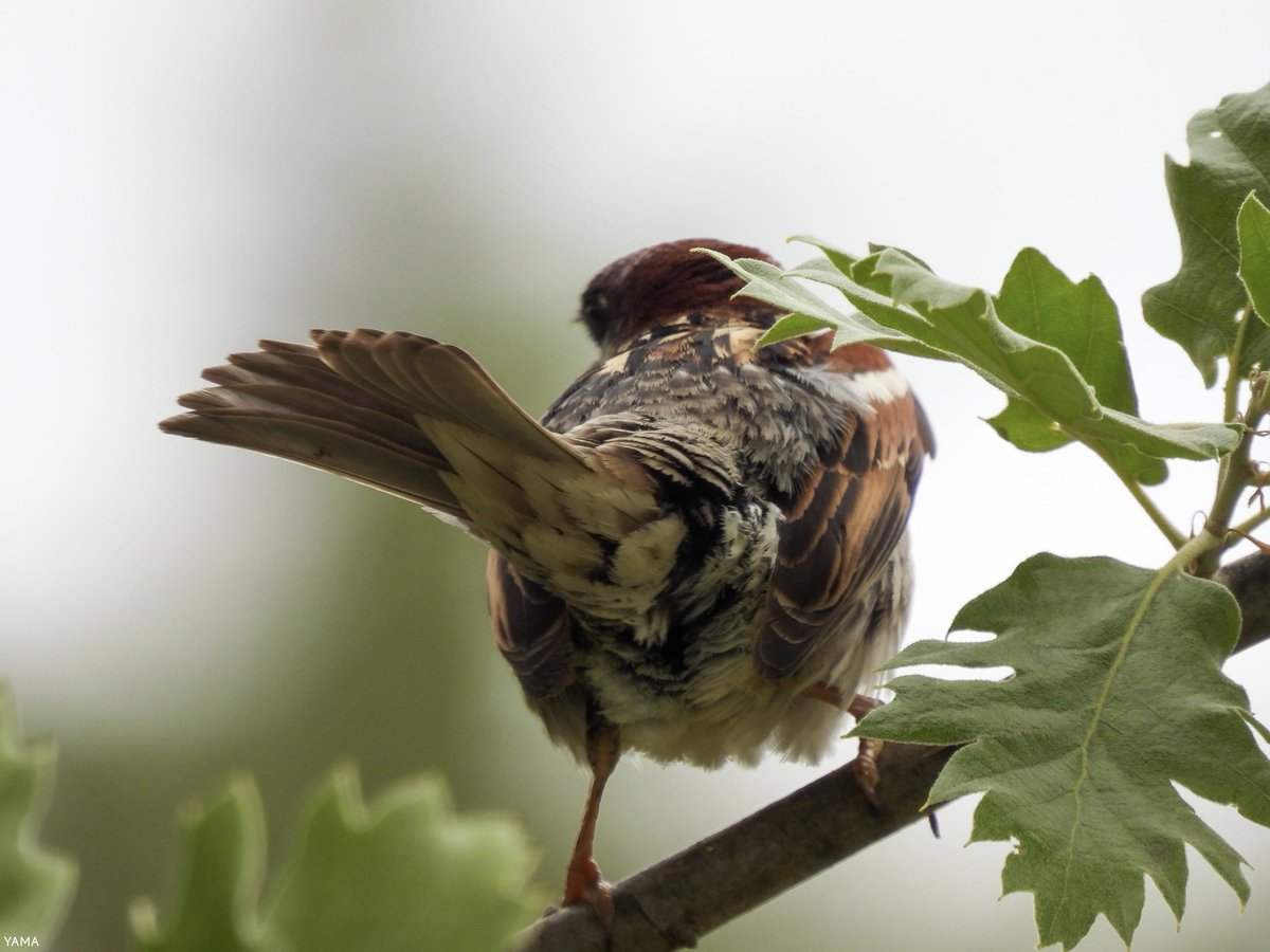 Yama_VP's tweet photo. •Passer italiae Set
[Male]

#Sparrow #Passeritaliae #Passero #ParcoAltaMurgia #WildLife #WildLifePhotography #Birds #MurGeoPark #Italy #Puglia #Apulia
#Photography #Nikon #CoolpixP950
#Yama山 #山 https://t.co/dX7rqfcUwm