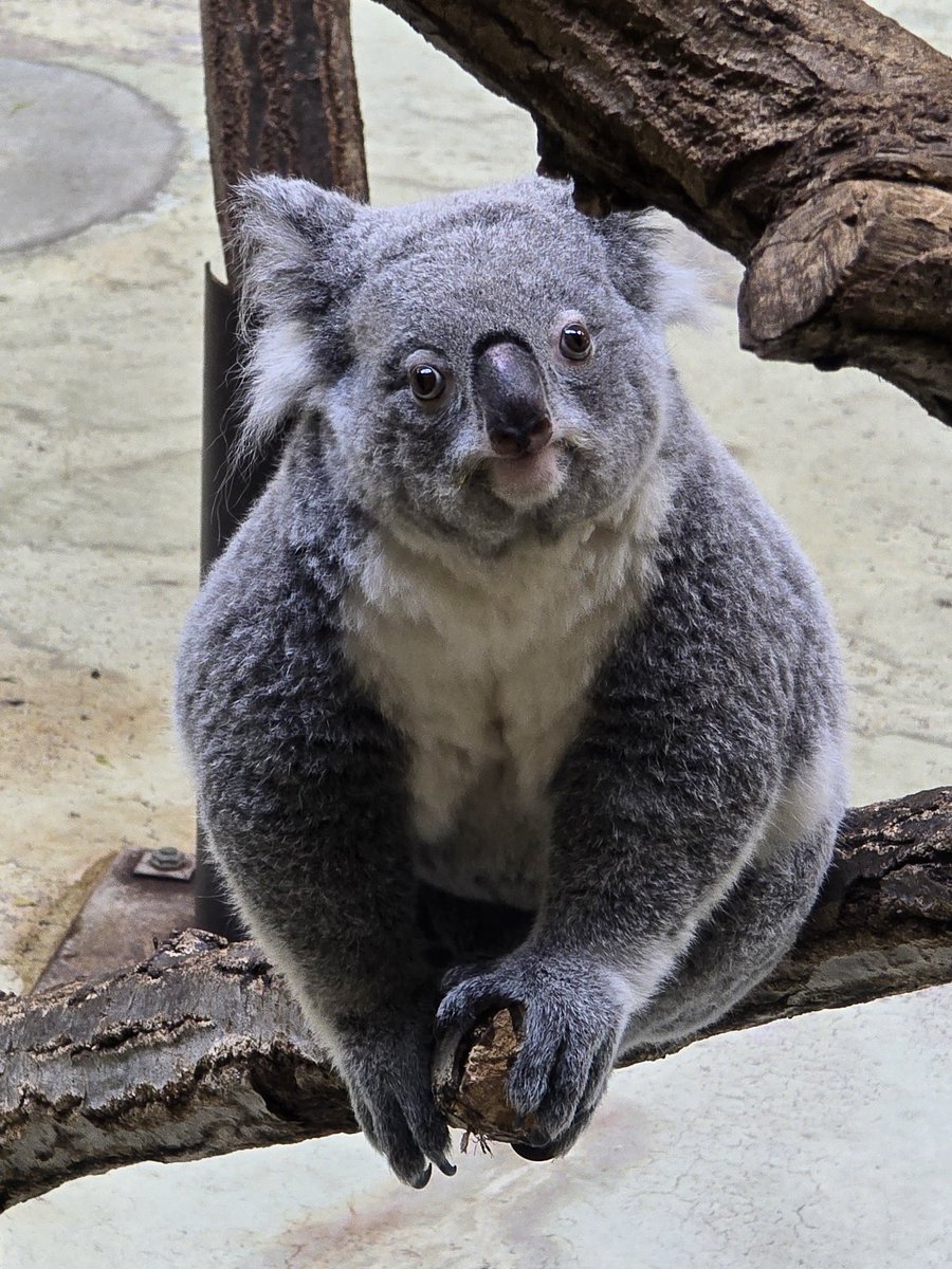 全日本動物の正面顔大好き部 #きらら #コアラ #多摩動物公園